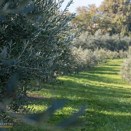 Acetaia Sereni *